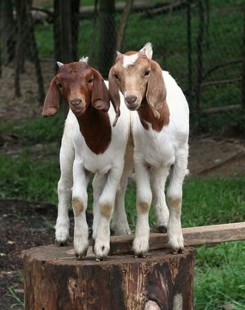 صورة لقسم اغنام