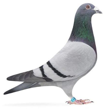 صورة لقسم حمام زاجل