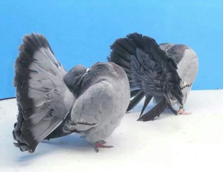 صورة لقسم حمام زينة