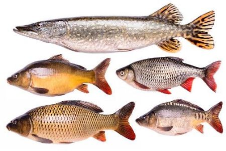 صورة لقسم اسماك اخرى