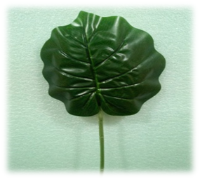 صورة وردة ورقه عريض كالتوت