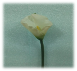 صورة ورد الكالا الابيض الكبير ذو الزهرة الصفراء