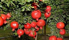 صورة الرمان