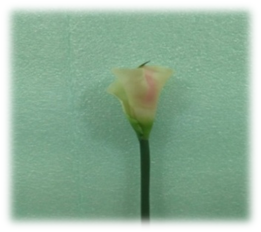 صورة ورد الكالا الابيض الصغير ذو الزهرة الحمراء