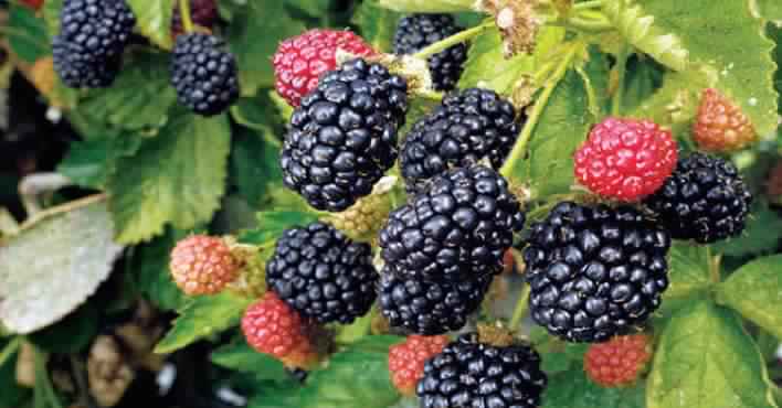 صورة توت امريكي