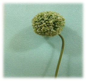 صورة ورد ذو القشرة البيضاء