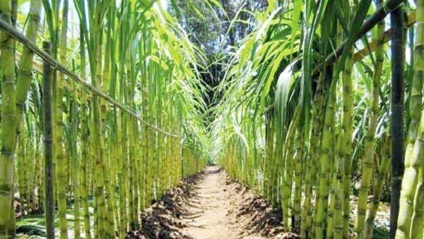 صورة قصب السكر