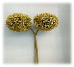 صورة ورد ذو القشرة الخضراء