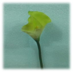 صورة ورد الكالا الاخضر الكبير ذو الزهرة الصفراء