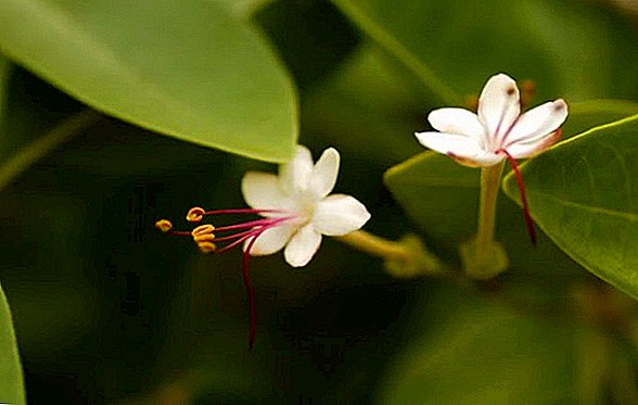 صورة فولكاميريا