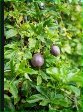 صورة باشن فروت