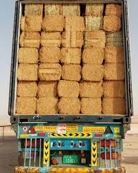 صورة تبن حمص وزن (12) كيلو 