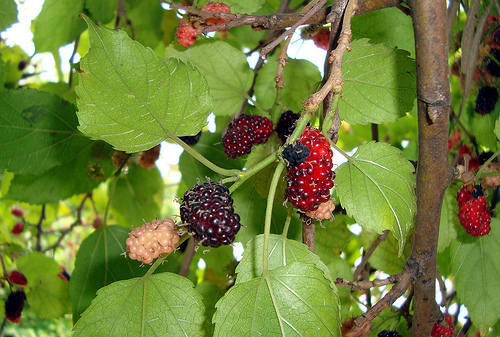 صورة توت متنوع