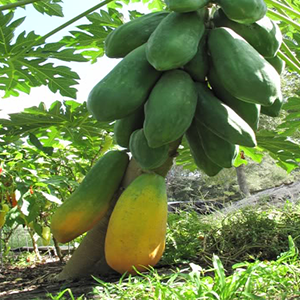 صورة بابايا