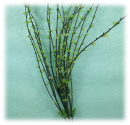 صورة ورد الصفصاف البرى