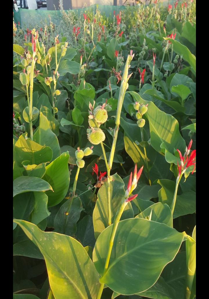 صورة الورده المتفجره