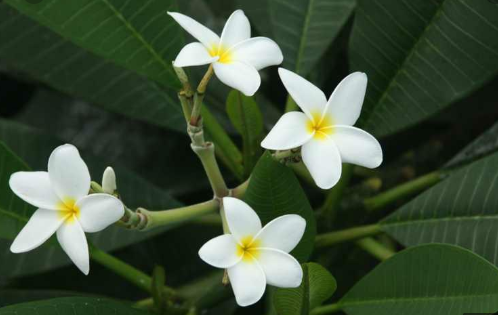 صورة فتنة هندى