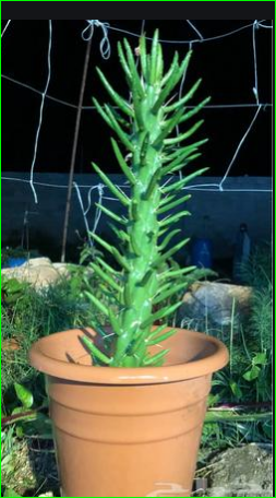 صورة الشمعدان