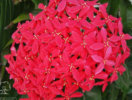 صورة اكسوره