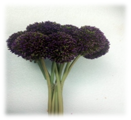 صورة ورد الخرز البنفسج 