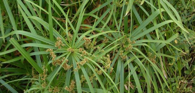 صورة سعد مظلي