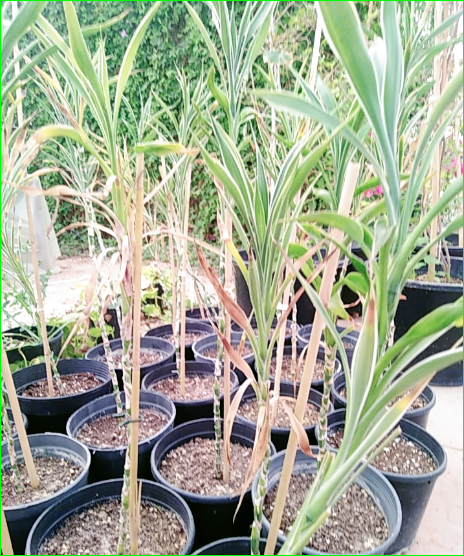 صورة شبيه الاناناس 