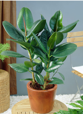 صورة الفيكس المطاط روبيستا