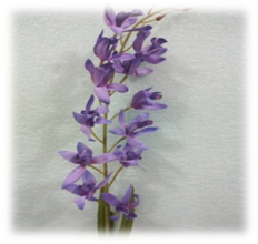 صورة ورد الوستارية البنفسجى الغامق