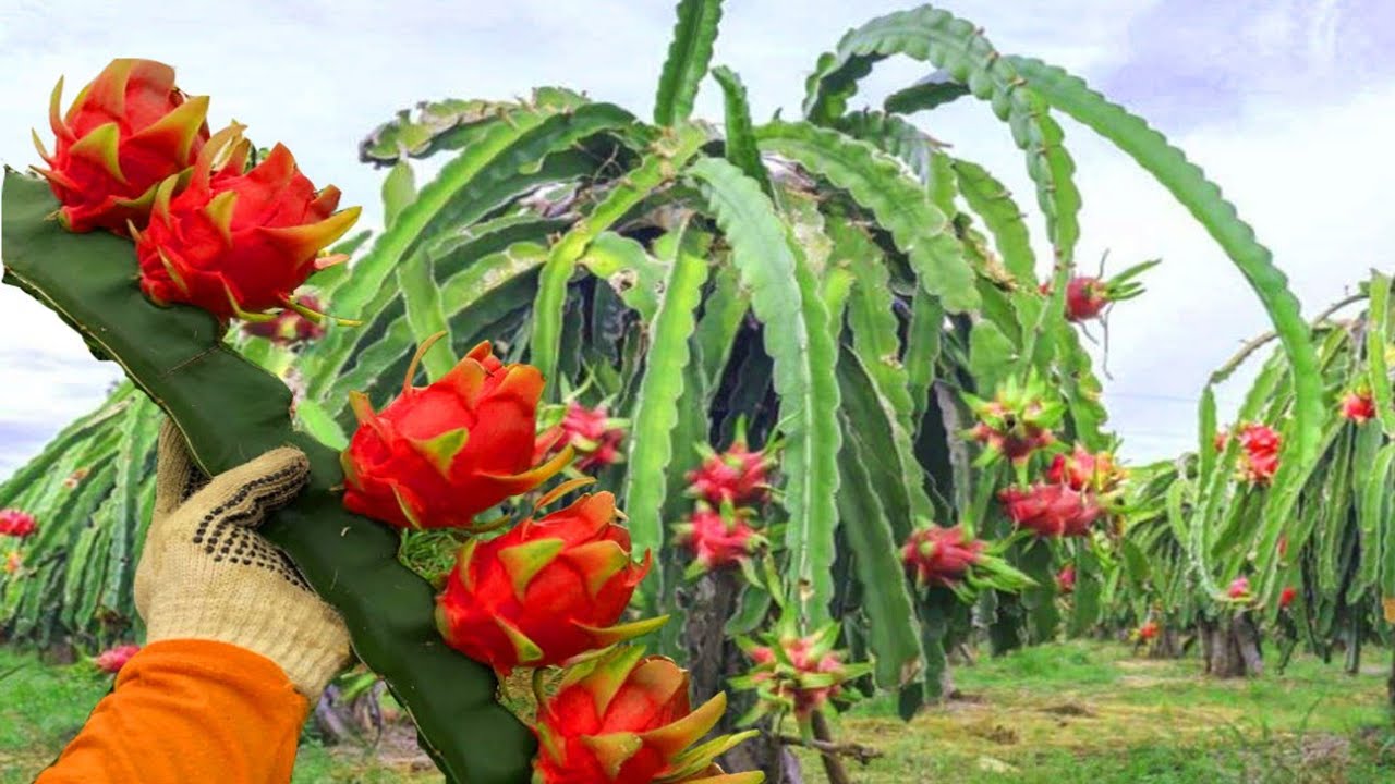 صورة الدراجون فروت