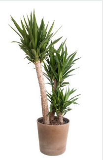 صورة اليوكا