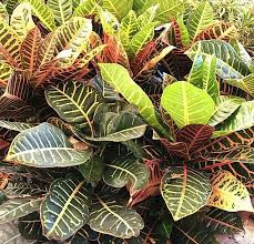 صورة الكرتون