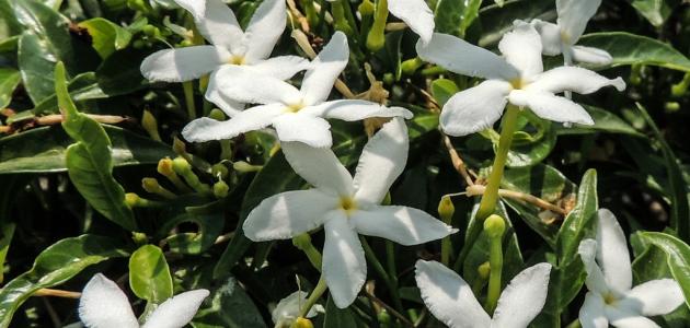 صورة الفل المصري