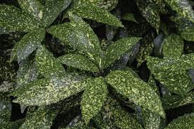 صورة الاكوبا اليابانيه العدسيه البيضاء