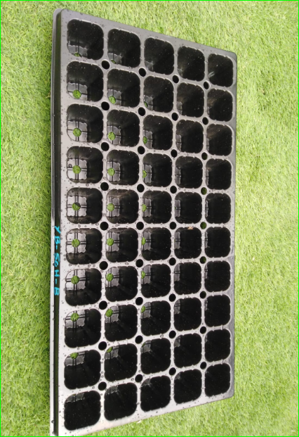 صورة  صينيه زراعيه للبذور 50 فتحه 