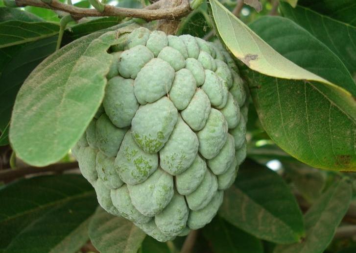 صورة القشطه