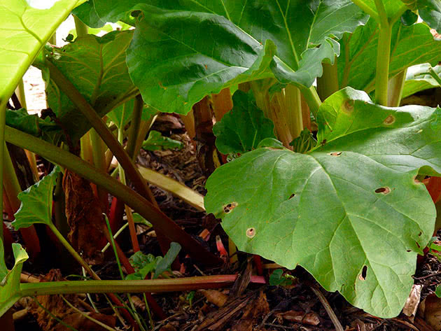 صورة الرواندا الهندي