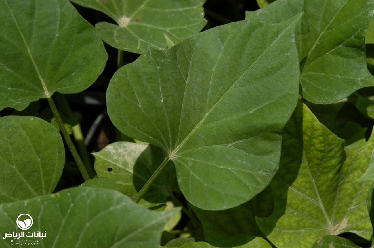 صورة بطاطاحلوه