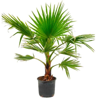 صورة شتلتة واشنطونيا ممتازة