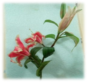 صورة ورد الذرة الحمراء