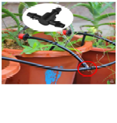 صورة تى 6 مللي رى