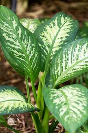 صورة الديفنباخيا