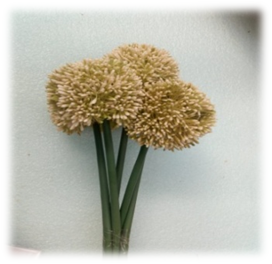 صورة ورد الخرز الاخضر الفاتح 