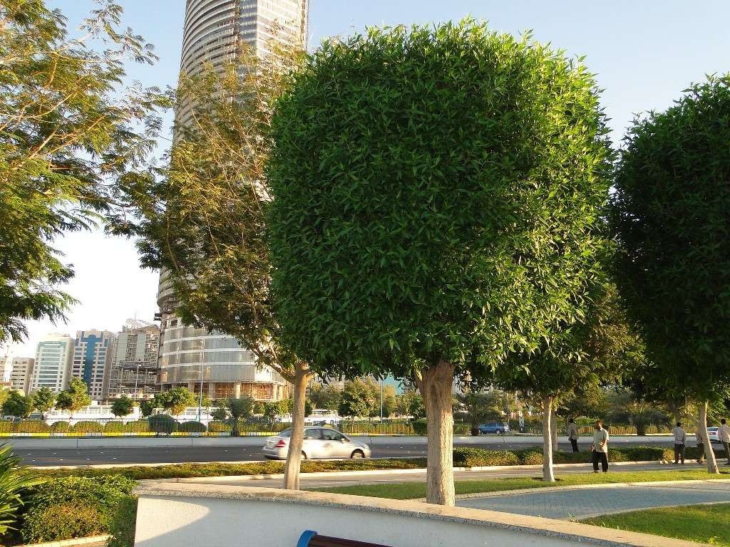 صورة الكاربس