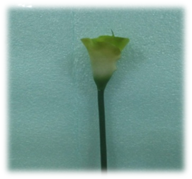 صورة ورد الكالا الاخضر الصغير ذو الزهرة الصفراء 