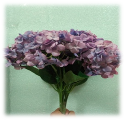 صورة ورد الماكروفيلا البنفسجى