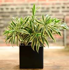 صورة الدراسينا