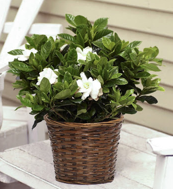 صورة الجاردينيا