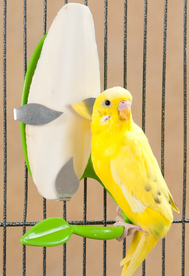 صورة حبار كبير الكيس 3 قطع