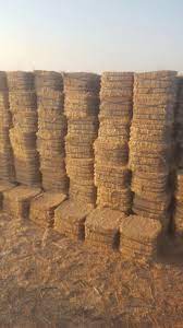 صورة تبن ماش ممتاز باكستاني وزن 13 كيلو تقريبا