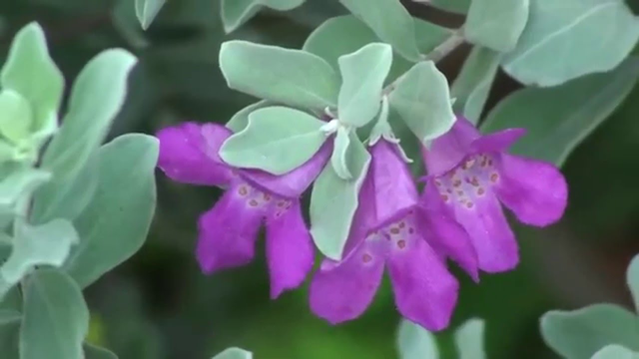 صورة الادينيوم ( التوبيرا )